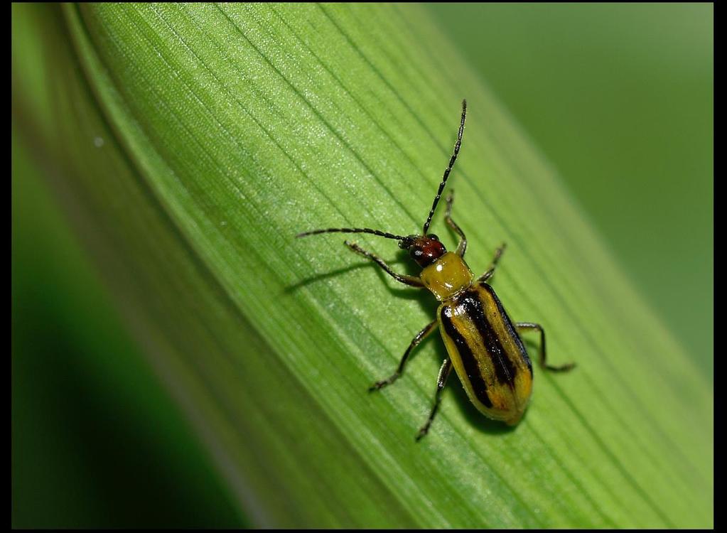 Obilniny kukuřice setá bázlivec kukuřičný (Diabrotica virgifera ssp.