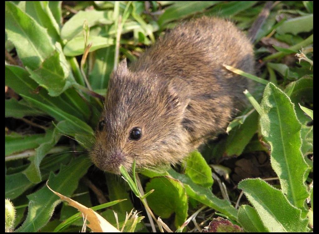 Pícniny hraboš polní (Microtus arvalis) Silné výskyty v krajích a okresech Středočeský KD, RA, PZ, KO, PB, KH Plzeňský PM, PJ, PS, DO, TC Jihočeský CB, CK, JH, PT, TA Ústecký UL, MO, LT, LO, CV, TP,