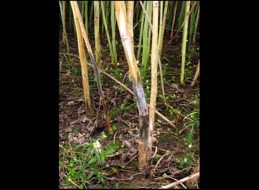Olejniny Řepka olejná bílá hniloba řepky (Sclerotinia sclerotiorum) hlízenka
