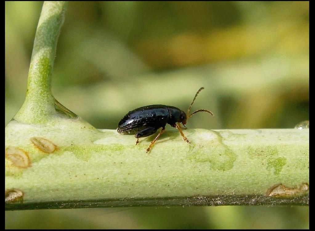 Olejniny Řepka olejná dřepčík olejkový (Psylliodes chrysocephala)
