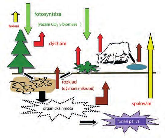 Rozmanitost života a zdraví ekosystémů 8 Uhlíkaté plyny v atmosféře (CO 2, CH 4, CO, aj.) ) Obrázek 4.