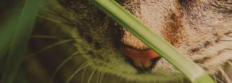 Stejně jako jejich divocí příbuzní jsou i domácí kočky masožravci. Jsou vybaveny ostrými zuby, krátkým trávicím ústrojím a tělesně vyvinuty tak, že dokáží metabolizovat proteiny a tuky z masa.