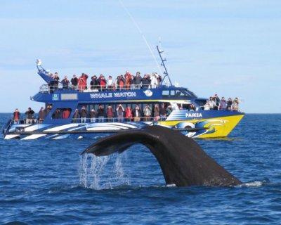 Plavba za veľrybami Kaikoura Plavba v otvorenom oceáne za veľrybami. Zážitok na celý život. Malá rada, neraňajkujte.
