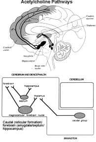 inervace je v komplexu nucleus caudatus-putamen postsynaptické účinky acetylcholinu v předním mozku zřejmě zprostředkovány hlavně muskarinovými