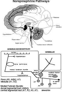 NORADRENERGNÍ NEURONY locus coeruleus primárním zdrojem noradrenergní inervace pro většinu CNS jednotlivé noradrenergní neurony vytvářejí synaptické kontakty s tisíci neurony a vytvářejí síť přes