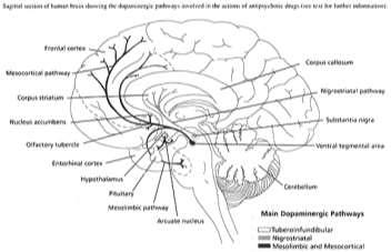 27 27 DOPAMIN - PATOFYZIOLOGIE degenerace nigrostriatální dopaminergní dráhy vede k Parkinsonově nemoci blokáda dopaminových receptorů neuroleptiky způsobuje akutní vedlejší účinky (extrapyramidový