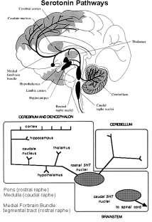 31 31 SEROTONIN (5-HT) Deficit: řada psychiatrických onemocnění deprese, úzkost, obsedantně kompulsivní stavy, insomnie