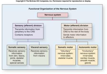 Somatomotorický systém Autonomní motorický systém Neuroendokrinní sekretomotorický systém