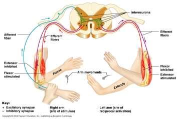 edu/thompsonj/anatomy%20&%20physiology/2010/2010%20exam%20revie