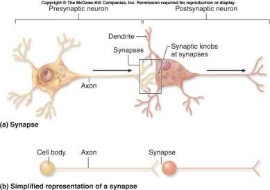 SYNAPSE 8 http://academic.kellogg.