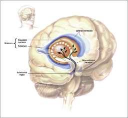 BAZÁLNÍ GANGLIA 85 BAZÁLNÍ GANGLIA Okruhy Motorický