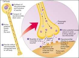 SYNAPSE (CHEMICKÉ) Presynaptická část