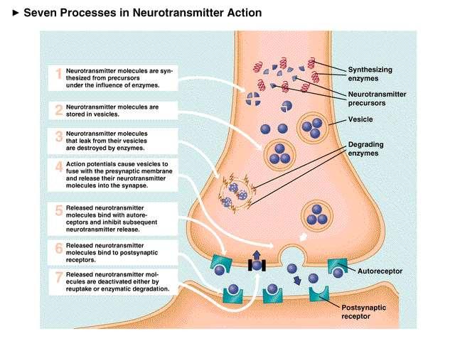 CHARAKTERISTIKA NEUROTRANSMITERŮ - VLASTNOSTI Kritéria pro identifikaci neuromediátoru přítomen ve vysokých koncentracích v presynaptických nervových zakončeních presynaptický neuron jej syntetizuje