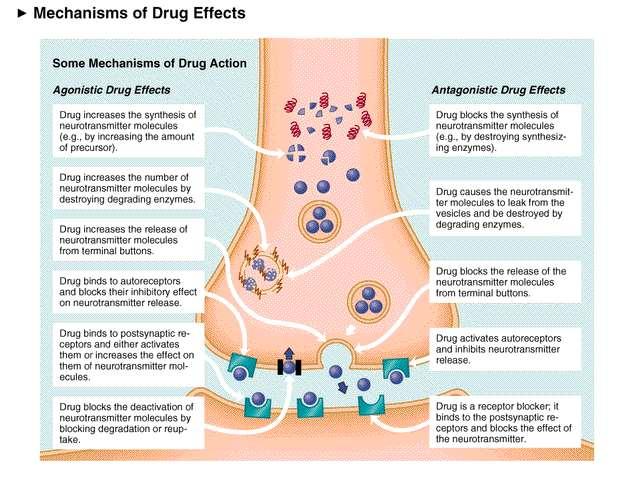 17 17 ACETYLCHOLIN první látkou rozpoznanou jako neuromediátor vytvářen v nervových zakončeních reakcí cholinu a acetylkoenzymu A katalyzovanou cholinacetyltransferázou po uvolnění do synaptické