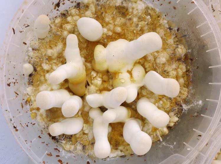 3.9 Vliv fermentace smrkových pilin na růst mycelia lesklokorky lesklé (Ganoderma lucidum), hlívy ústřičné (Pleurotus ostreatus) a hlívy královské (Pleurotus eryngii) Ukazuje se, že fermentace pilin