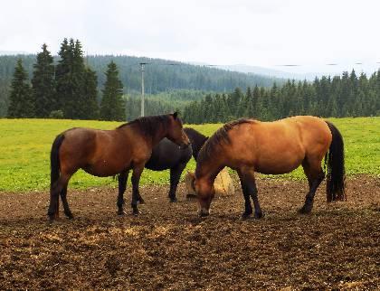 PIATOK CESTNÁ CESTNÁ 122 km Trasa 3 Rekrea prevýšenie 3008 m Piatok -