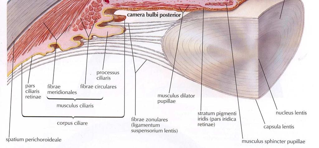 vnější akomodační mechanismus, se celý proces uskutečňuje pomocí aktivní a pasivní akomodace. Aktivní akomodací rozumíme stah cirkulárních vláken ciliárního svalu (Müllerova svalu; parasympatikus).