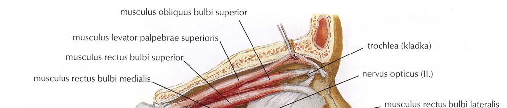 6.1. Okohybné svaly Okohybné svaly umožňují dokonalou souhru pohybů obou očí. Tyto svaly pracují společně a vyváženě ve všech pohledových směrech.
