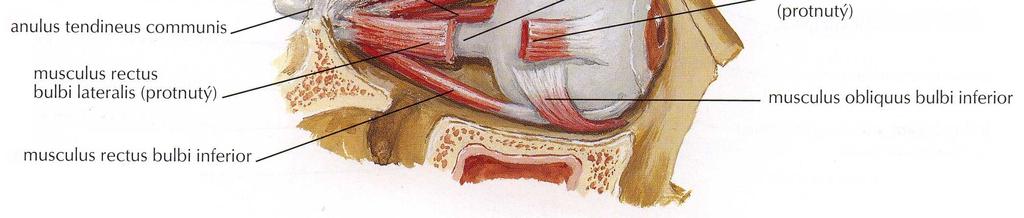horní přímý sval (musculus rectus superior) dolní přímý sval (musculus rectus inferior) vnitřní přímý sval (musculus rectus internus) vnější přímý sval (musculus rectus externus) horní šikmý sval