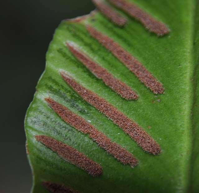 Řád Polypodiales Čeleď Aspleniaceae (sleziníkovité) výtrusné kupky úzce čárkovité, protáhlého