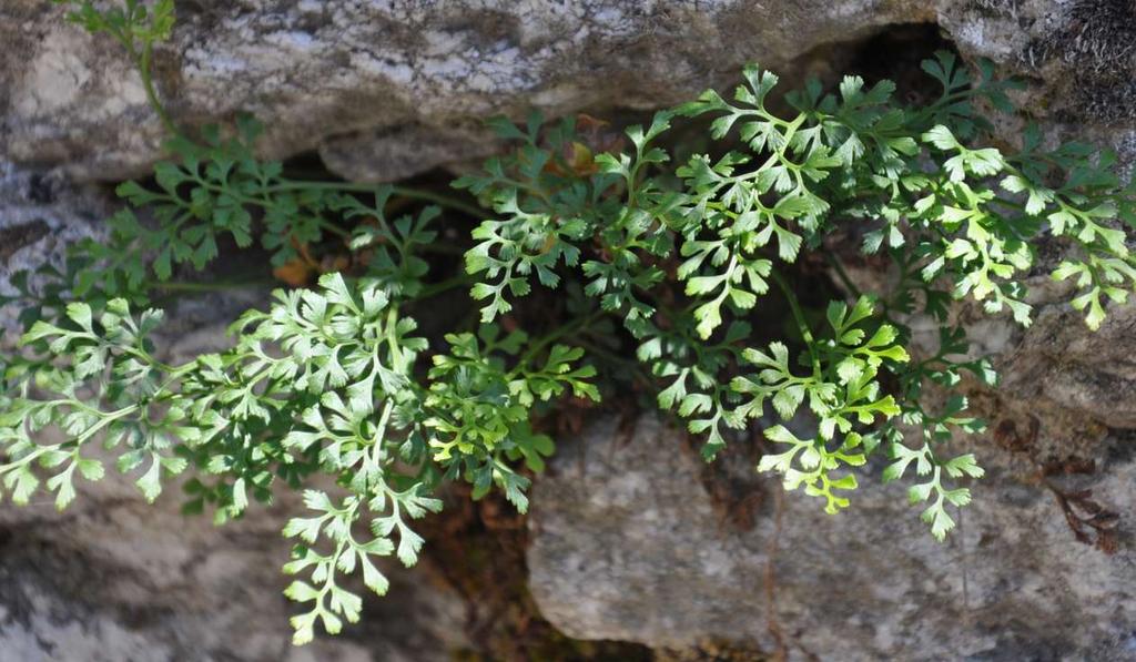 Asplenium