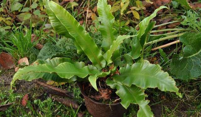 Asplenium scolopendrium