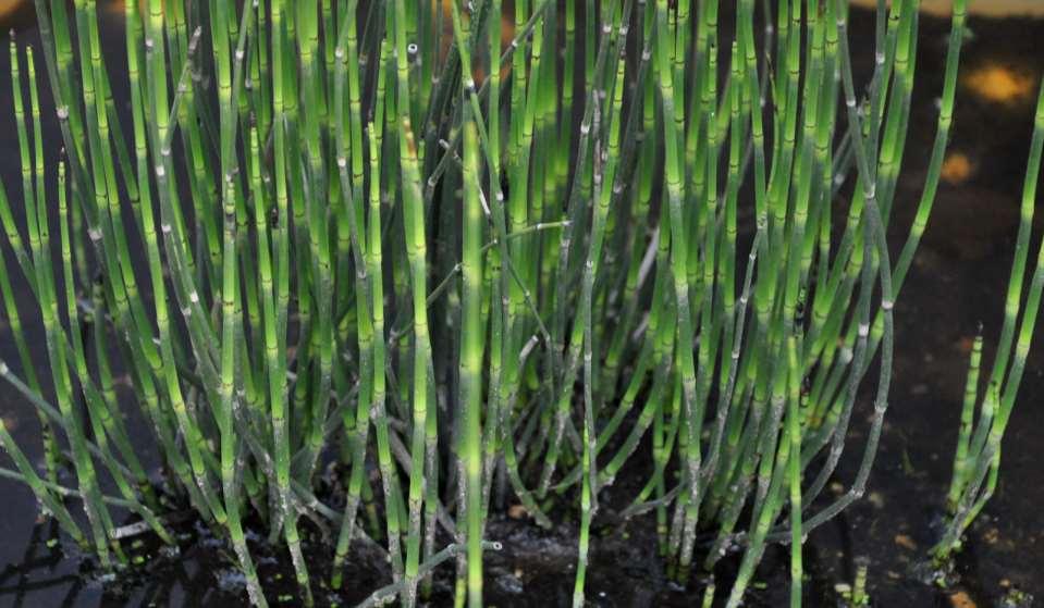 Equisetum