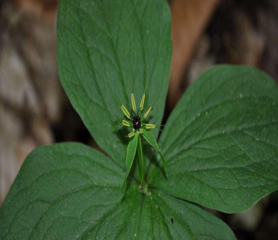 Paris quadrifolia jedovatá