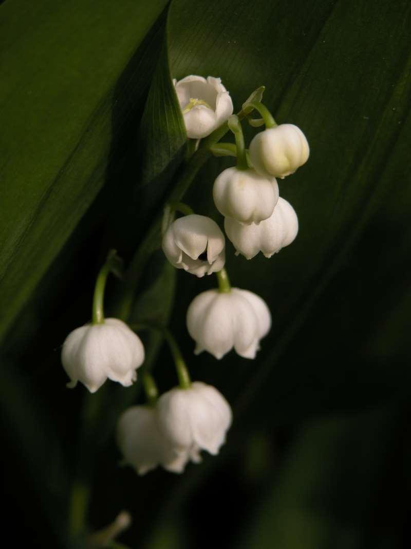 Convallaria majalis