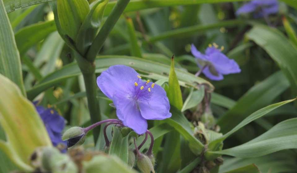 Tradescantia