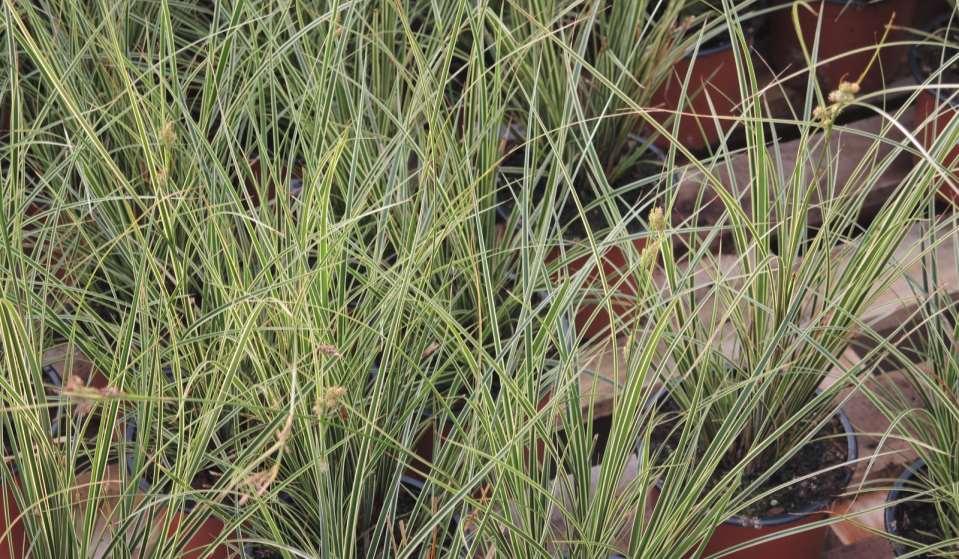 Carex brunnea distributed across northeastern