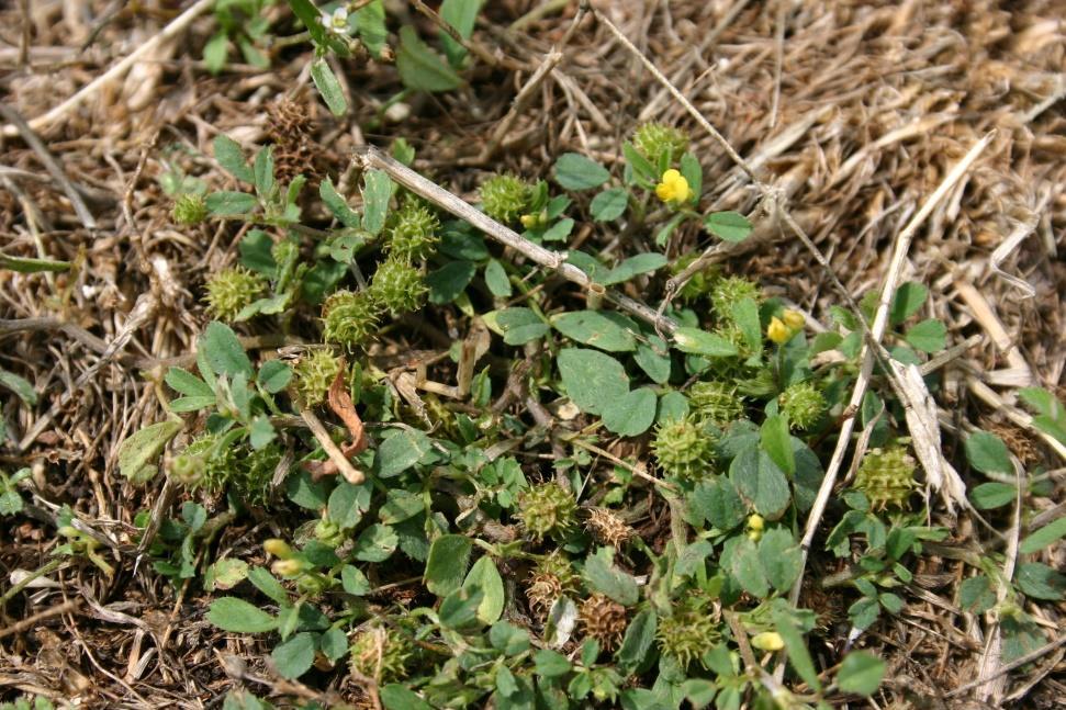 P1 In situ konzervace 4. Podpora in situ konzervace planých příbuzných druhů plodin nebo planých druhů potenciálně využitelných pro výživu a zemědělství 4.1. Monitoring a management in situ