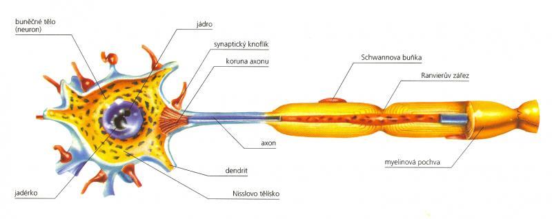 Obr. 1 Stavba neuronu (převzato z [2]) Jak již bylo řečeno, hlavní funkcí neuronu je přenos signálů. To je vyvoláno podrážděním nervových buněk, které tento signál přenášejí v podobě vzruchů.
