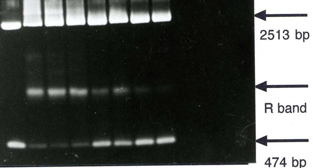 1 2 3 4 5 6 7 8 Obr. 1: Agarosový gel ukazující vazbu proteinu p53 na specifickou sekvenci DNA (p53con) při různých teplotách.