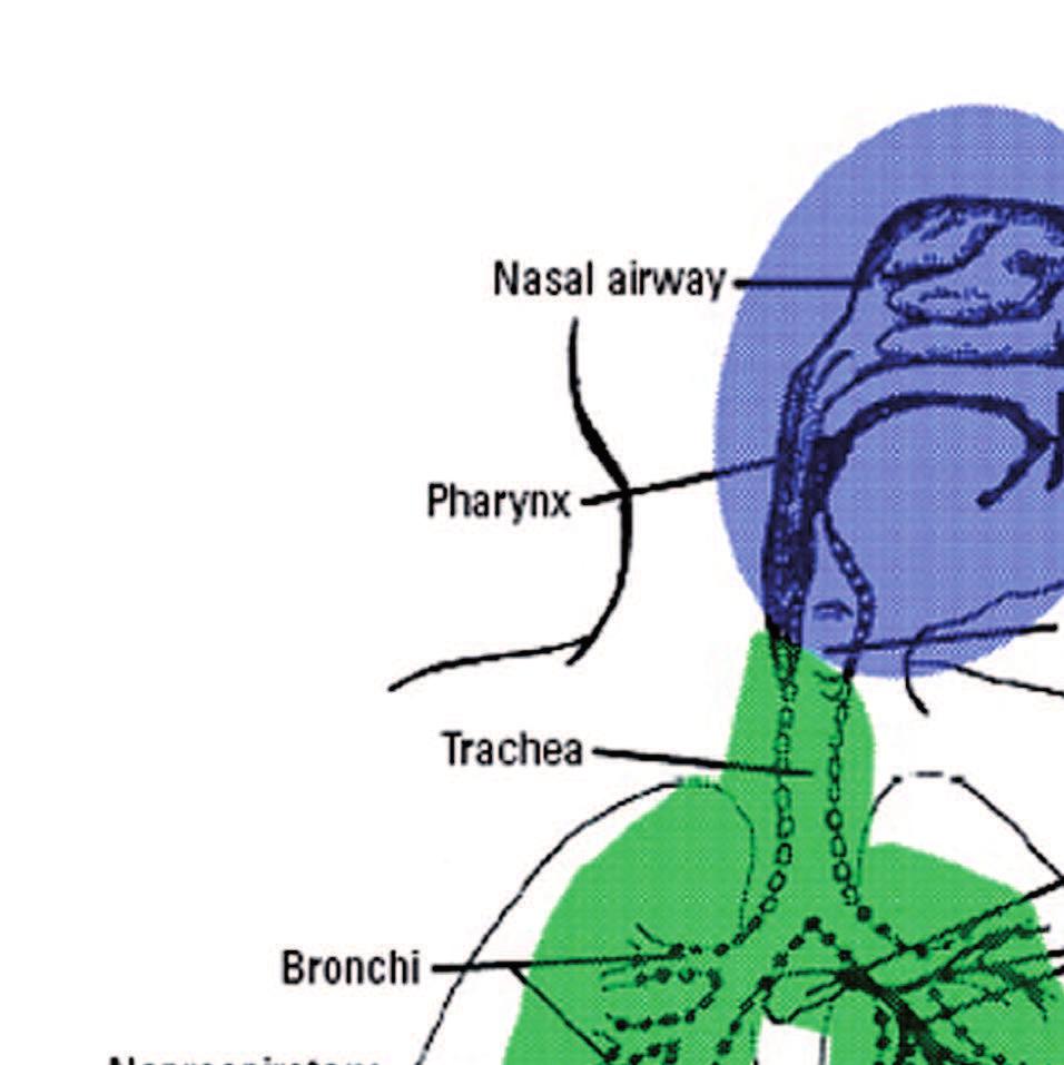 0,25 µm. Čím jsou částice menší, tím pronikají hlouběji.