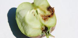 Naopak v případě infekce nízkou koncentrací virů housenky dříve nebo později během svého vývoje uhynou.