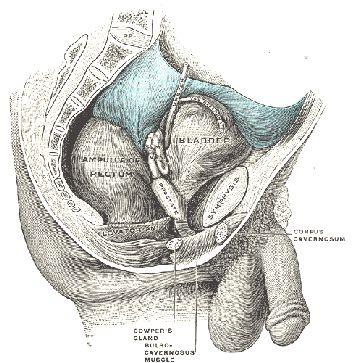 Peritoneálna dialýza a