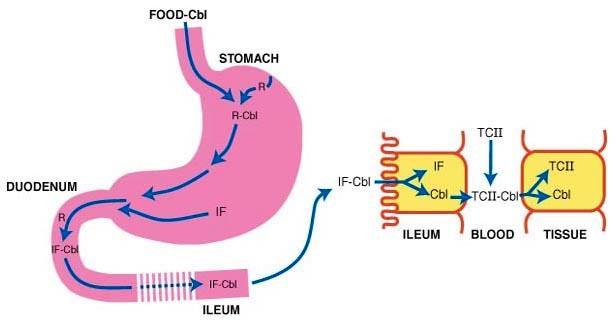 Resorpce B12 žaludek: vazba na R faktor (nespecifický nosič chránící B12 před
