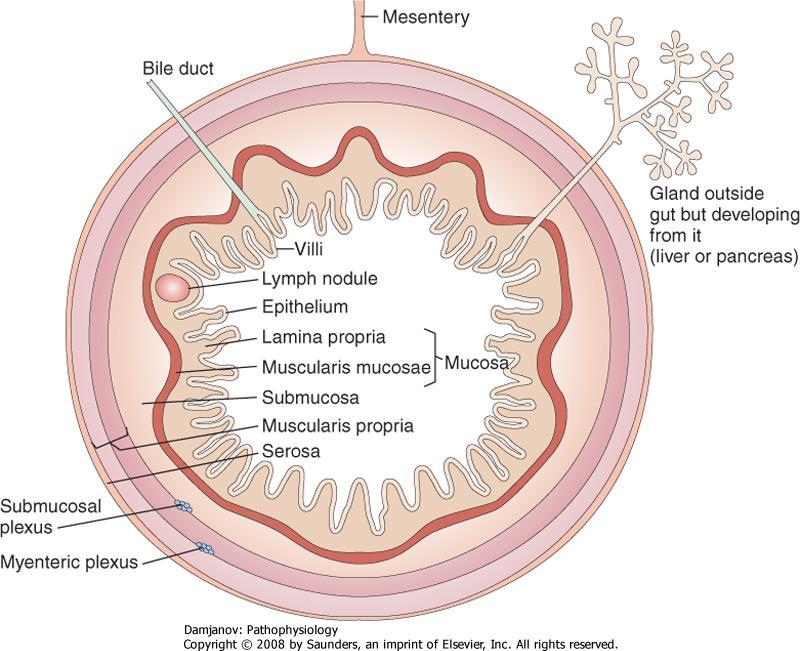 mukóza výstelka, žlázy lamina propria spojovací tkáň, cévy, MALT submukóza spojovací