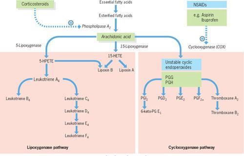 Ulcerogenní léky blokáda produkce prostaglandinů kortikosteroidy, nesteroidní antiflogistika, aspirin