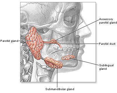 Patofyziologie ústní dutiny slinné žlázy - sliny (1-1.