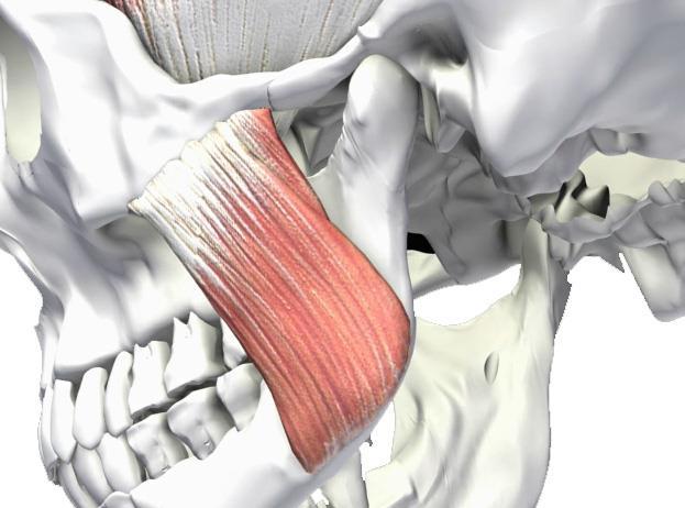 facialis) aferentace z vyšších center (kortex, hypotalamus) na podněty (chuť, vůně, žvýkání, ) enzymy a ionty slin -amyláza (polysacharidy), lipáza lysozym (baktericidní) K +, Na +, Cl -, HCO 3 -