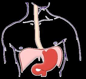 Patofyziologie jícnu anatomie a histologie horní 2/3 příčně pruhovaná svalovina dlaždicový epitel horní svěrač (m.