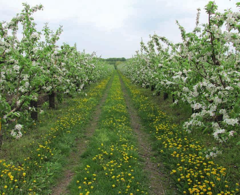 Agroenvironmentálně-klimatická opatření Program rozvoje venkova 2014 2020 Integrovaná produkce ovoce Informační materiál pro