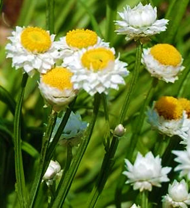 Ammobium alatum slaměnka křídlatá, pískožil Čeleď: Asteraceae; Původ: Austrálie; nepravá letnička Výška: 80 cm Úbory: Žlutý střed, bílý zákrov, 1-1,5