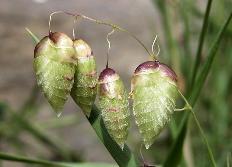 Briza maxima třeslice větší Čeleď: Poaceae; původ: Středomoří, Kanárské ostrovy Květenství: Rozkladitá lata z klásků Výsluní, teplé stanoviště, propustná