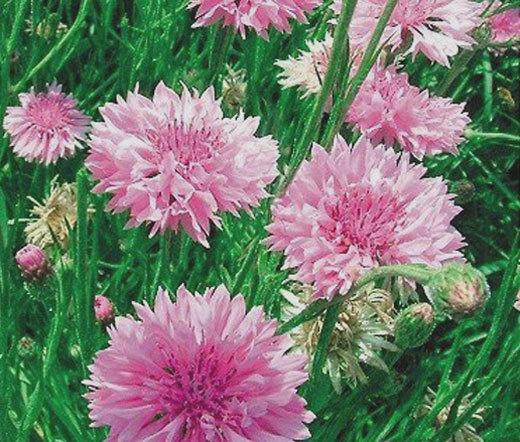 Centaurea cyanus chrpa modrá Čeleď: Asteraceae; původní druh (plevel) Nenáročná letnička, až 90 cm Plnokvěté odrůdy; bílá, růžová, modrá, fialová, karmín Výsluní, propustné půdy Výsev