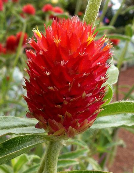 Gomphrena haageana pestrovka Haageova Čeleď: Amaranthaceae; původ: Mexiko Původní botanická forma, zušlechtěná výběrem Květenství: palice, 2-3,5 cm Suchomázdřité listeny, červenooranžové, červené