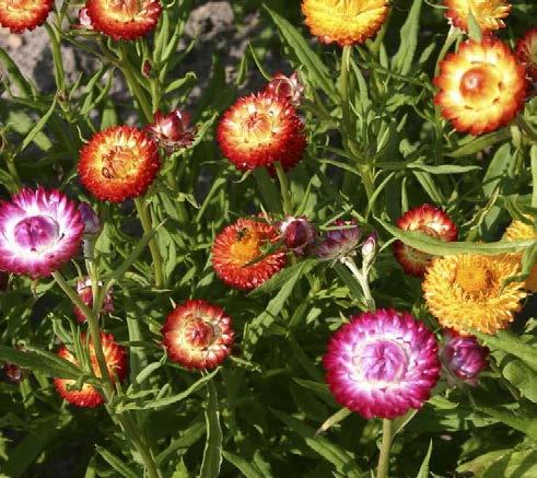 Helichrysum bracteatum smil listenatý Čeleď: Asteraceae; původ: Austrálie; nepravá letnička Suchomázdřité zákrovy: bílé, žluté, oranžové, červené Terčovité kvítky přikryty zákrovy (jsou-li vidět,