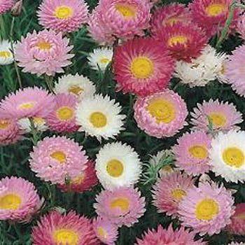 Helipterum roseum smilek růžový Čeleď: Asteraceae; původ: Austrálie Úbory: žluté terče, bílé/růžové několikařadé zákrovy Novější odrůdy terče černé barvy Výsluní,